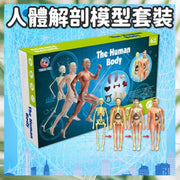 人體解剖模型套裝 專業人體骨骼器官教科模型 身體 心臟 骨骼 課堂演示工具 學習資源 教師道具 教學配件 醫學教學模型 人體認知 兒童款人體器官骨骼模型 人體教育 人體骨骼 內臟模型 醫學教材人體模型