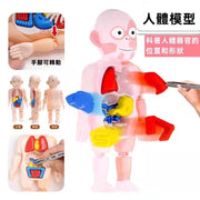 人体构造模型人体器官模型模型玩具儿童科学幼教人体器官模型拼砌玩具教具人体构造人体器官玩具人体玩具人体器官玩具模型摆件科学实验玩具