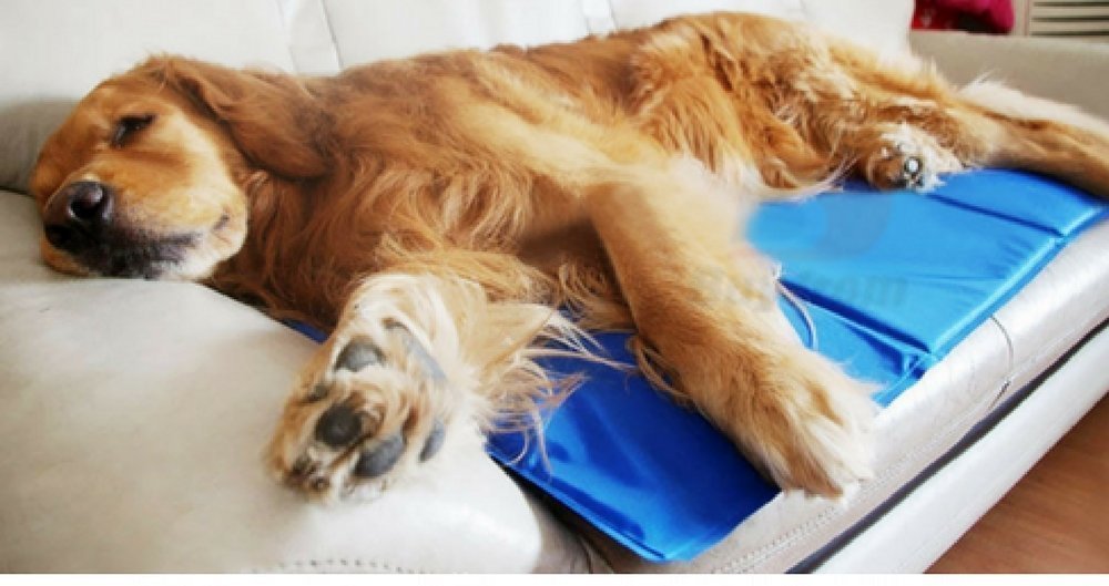 加大宠物冰垫90x50cm 码,蓝色,冰晶物料,无需冷藏,持久恒温。 PVC面料,耐磨耐咬,柔软舒适,给爱宠一个凉快夏天,睡得更甜!亦可做电脑散热垫! 凉垫