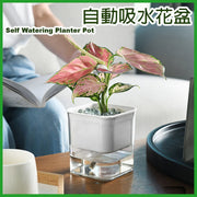 Automatic water-absorbing flower pot, hydroponic plant breeding pot, flower bottle, water plant pot - white