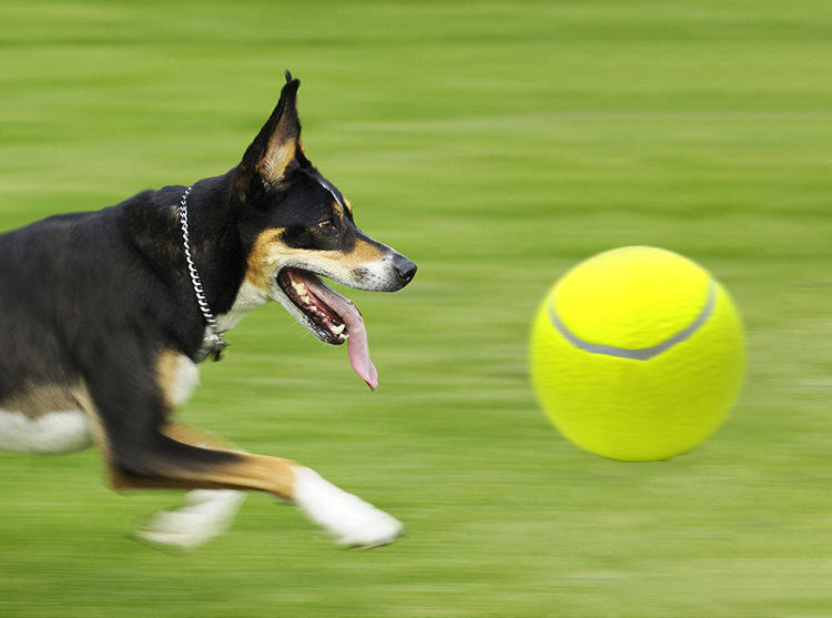 『十倍快樂』巨大化網球寵物玩具 狗狗貓咪充氣訓練橡膠大球 游泳游水可用浮水球 彈力釋放體力精力球 外出公園拋接互動玩具（送充氣泵）