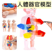 儿童科教人体器官模型DIY拼装玩具启蒙实验教具human organ model