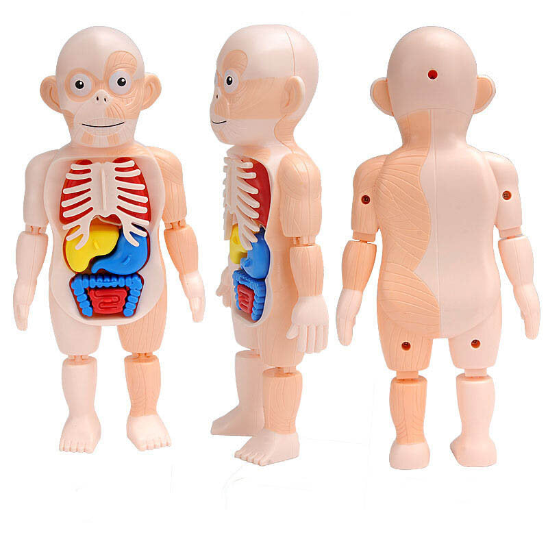 儿童科教人体器官模型DIY拼装玩具启蒙实验教具human organ model 科学实验玩具