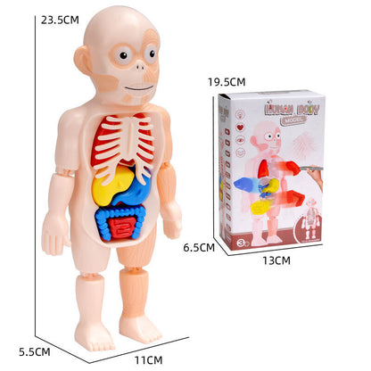 Children's scientific and educational human organ model DIY assembled toys enlightenment experimental teaching aids human organ model scientific experimental toys