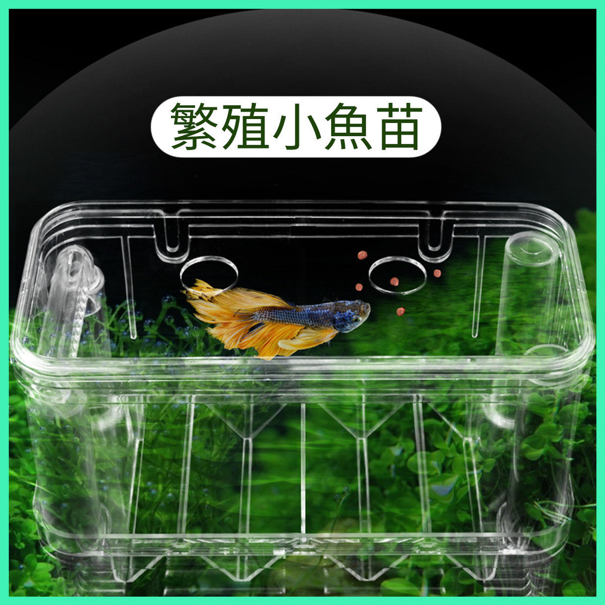 大-魚苗繁殖箱 魚缸 孔雀魚 金魚  隔離箱  分隔 魚隔 孵化箱 幼魚產卵孵化箱 13.5x14x8cm