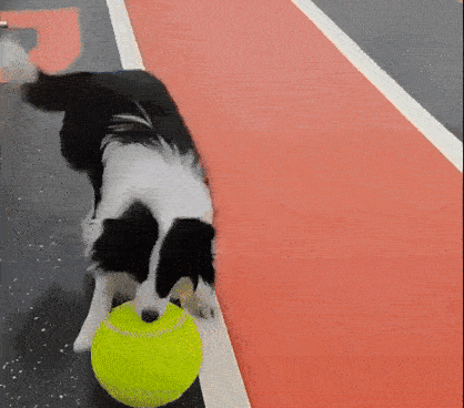 『十倍快樂』巨大化網球寵物玩具 狗狗貓咪充氣訓練橡膠大球 游泳游水可用浮水球 彈力釋放體力精力球 外出公園拋接互動玩具（送充氣泵）