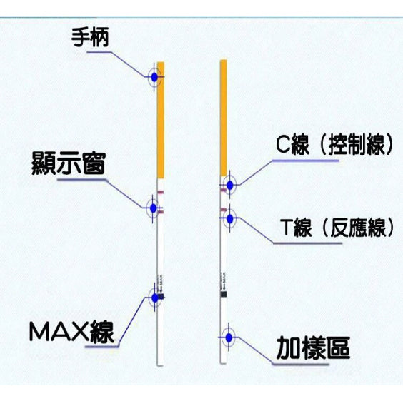 排卵檢測試紙盒裝(10條裝) 促黃體生成素(LH)檢測試紙 【預測排卵】