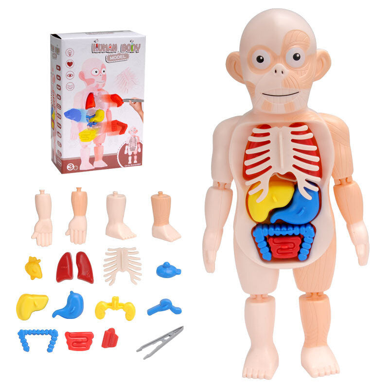 Children's scientific and educational human organ model DIY assembled toys enlightenment experimental teaching aids human organ model scientific experimental toys