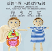 人體解剖學毛絨公仔 學前教育教具 人體器官毛絨玩具 學生科學學習套件 身體器官意識教學工具 兒童認知人體器官教具 幼稚園教材 男孩認知人體器官（男孩） 學科